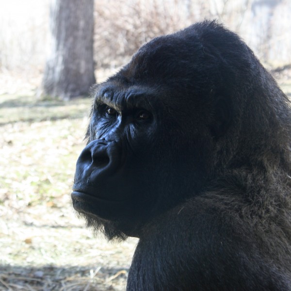 Gorilla Close Up - Free High Resolution Photo