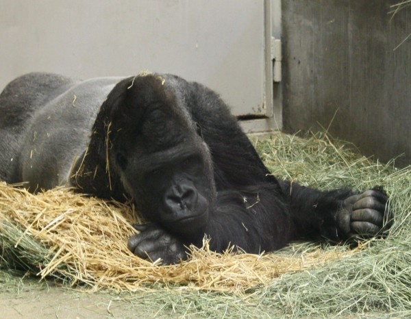 Gorilla Looking Bored - Free High Resolution Photo