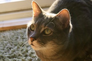 Gray Tabby Cat in Sunbeam Close Up - Free High Resolution Photo