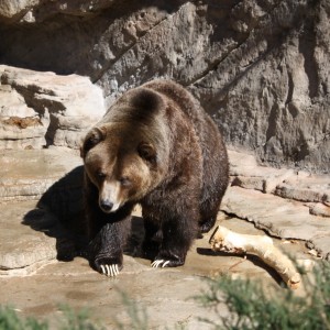 Grizzly Bear - Free High Resolution Photo