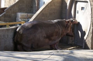Hippo who Wants to go Inside - Free photo