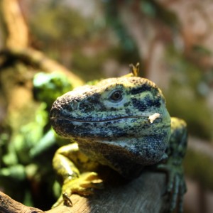 Lizard Close Up - Free High Resolution Photo