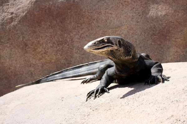 Lizard Sculpture - Free High Resolution Photo