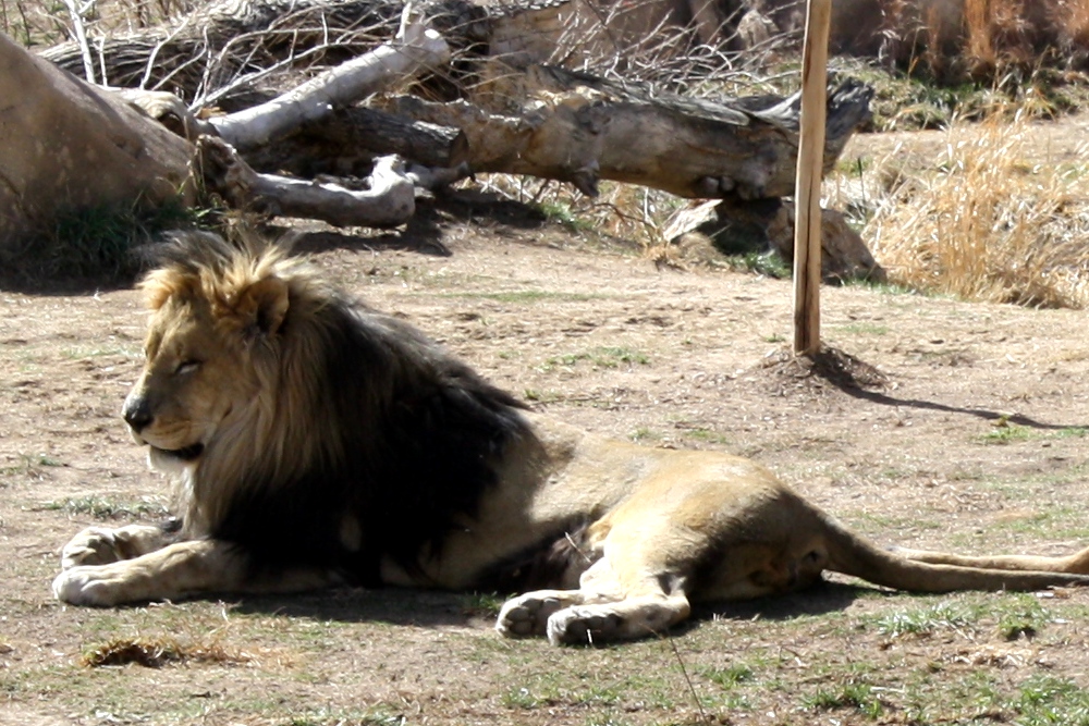Male Lion - Free photo