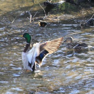 Mallard Duck Flapping Wings - Free Photo