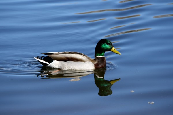 Mallard Duck with Green Head - Free High Resolution Photo