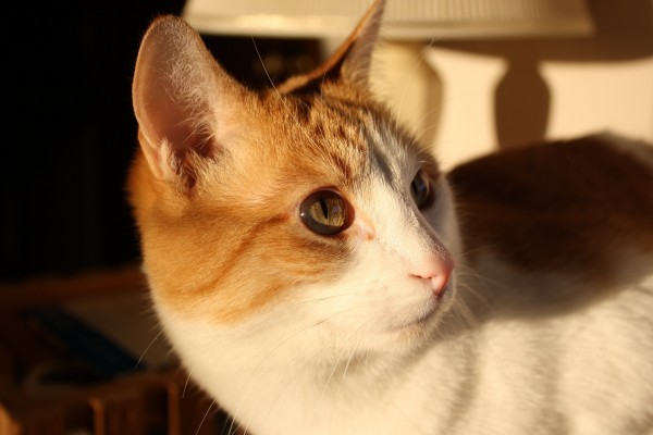Orange and White Kitty Close Up - Free High Resolution Photo