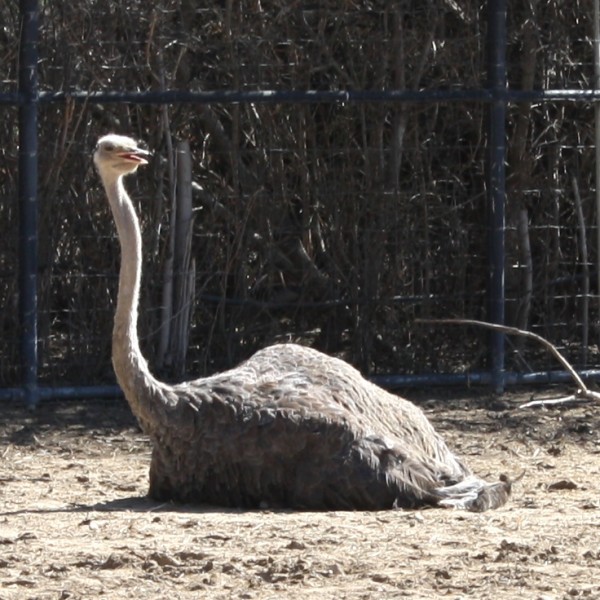 Ostrich - Free photo