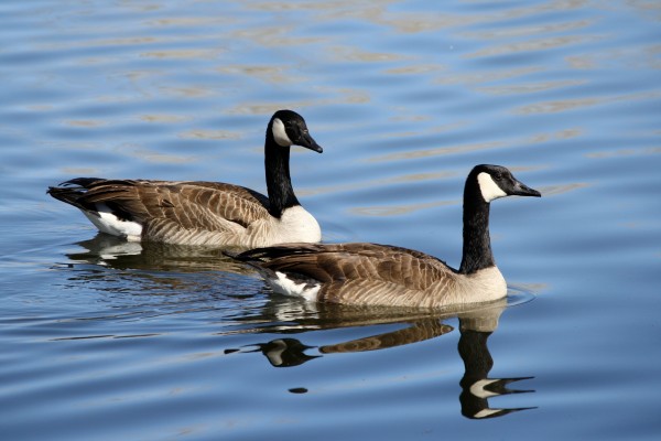 Pair of Geese on the Water - Free High Resolution Photo