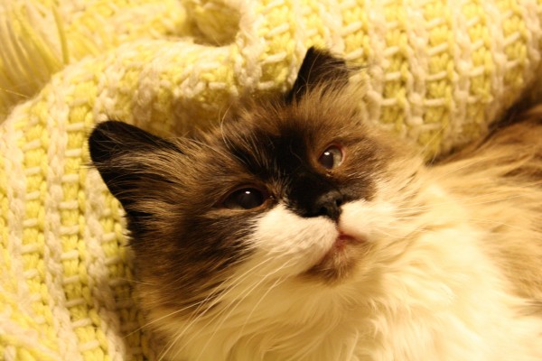 Ragdoll Cat with Cropped Ear - Free High Resolution Photo