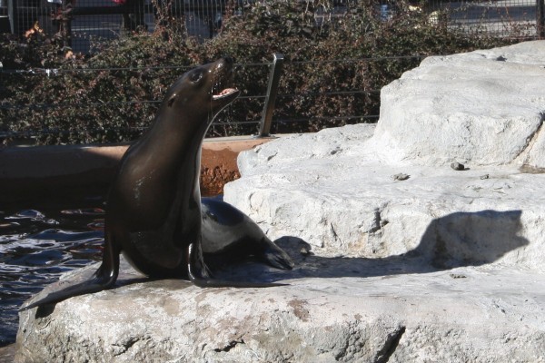 Sea Lion - Free high resolution photo