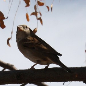 Sparrow on a Branch - Free photo