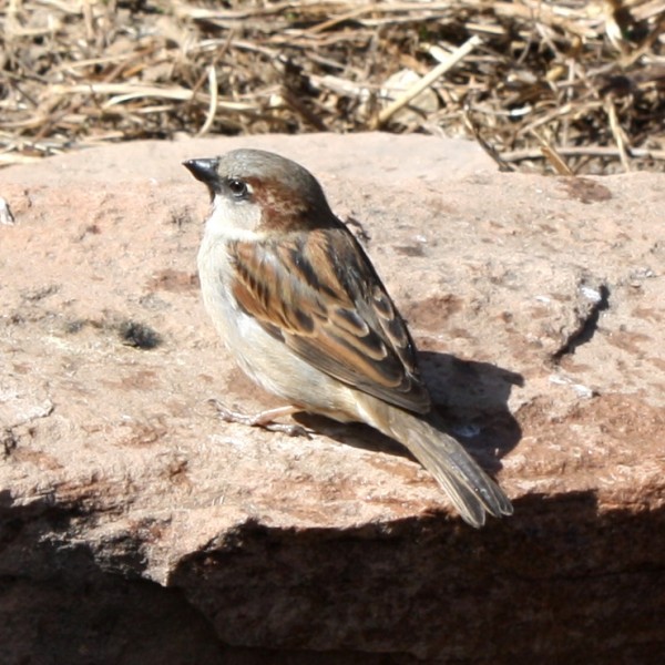 Sparrow on a Rock - Free photo