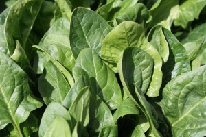 Spinach - free high resolution photo