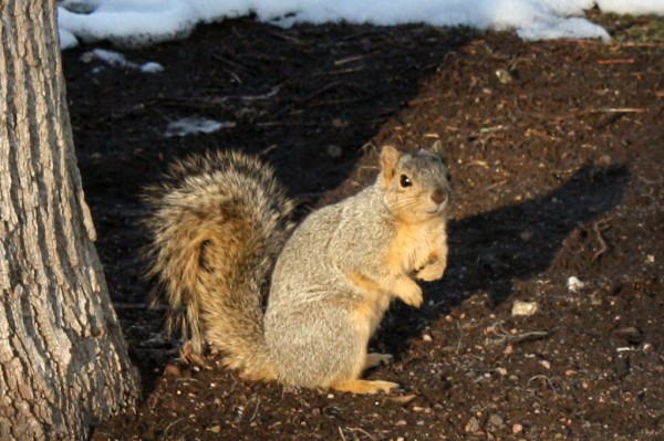 Squirrel by Base of Tree - Free photo