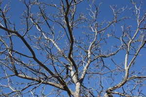 Tree Branches against Blue Sky - Free High Resolution Photo