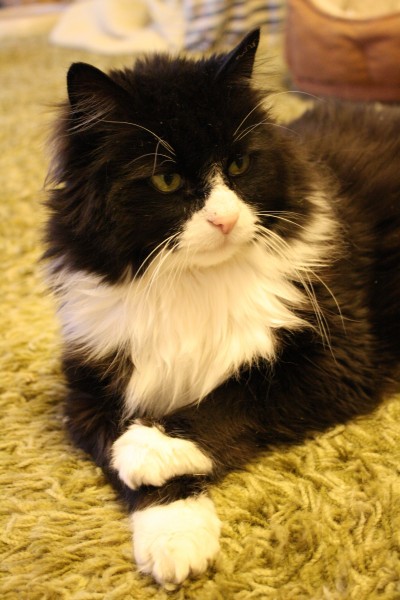 Tuxedo Cat with Crossed Paws - Free High Resolution Photo