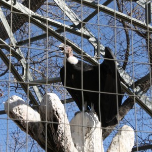 Vulture in a Cage - Free High Resolution Photo