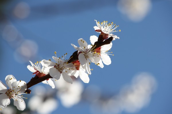White Apricot Blossoms Close Up - Free High Resolution Photo