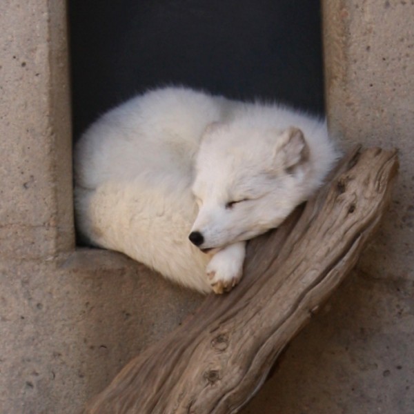 White Arctic Fox Sleeping - free photo