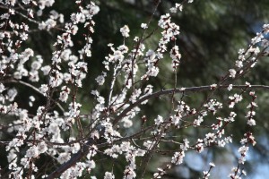 White Blossoms on Flowering Apricot Tree - Free High Resolution Photo