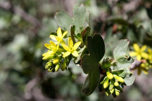 Yellow Flowers on Clove Currant Bush - Free High Resolution Photo