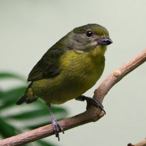 Yellow Violaceaous Euphonia Bird - Free Photo