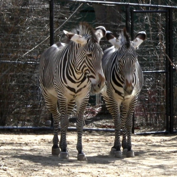 Zebras - free photo