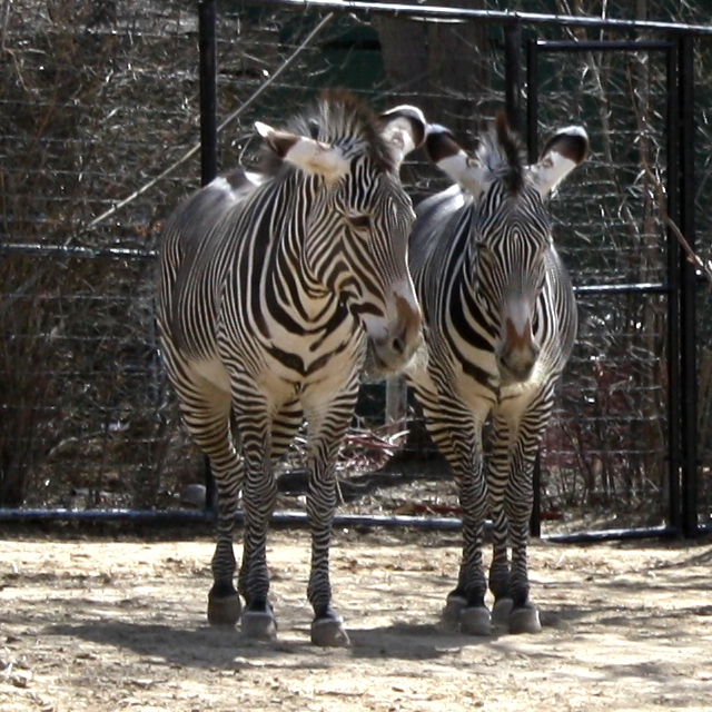 Zebras - free photo