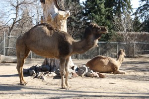 Arabian Camel - Free High Resolution Photo