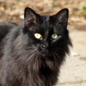 Black Cat Close Up - Free High Resolution Photo