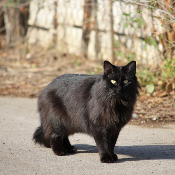 Black Longhaired Cat  - Free High Resolution Photo