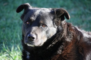 Black Dog Close Up - Free High Resolution Photo