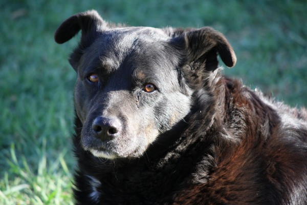 Black Dog Close Up - Free High Resolution Photo