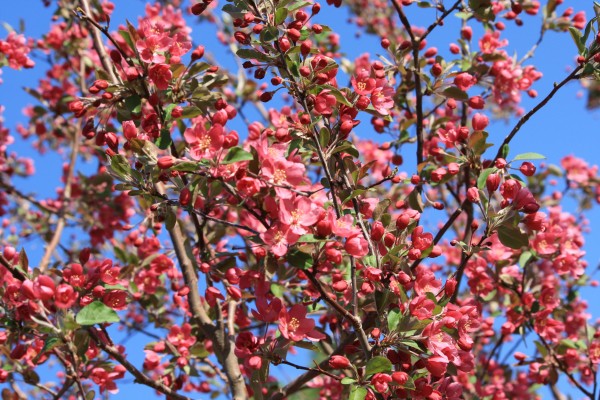 Blooming Pink Crabapple Tree - Free High Resolution Photo
