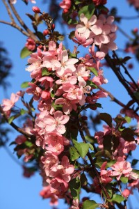 Branch Covered with Pink Crabapple Blossoms - Free High Resolution Photo