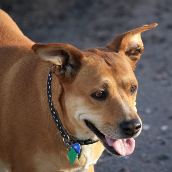 Brown Dog with Perky Ears - Free High Resolution Photo