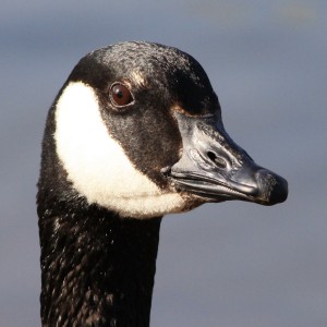 Canadian Goose Face Close Up - Free High Resolution Photo