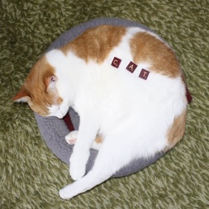 Cat - free high resolution photo of a cat with Scrabble letter tiles spelling the word cat