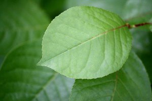 Chokecherry Leaf - Free High Resolution Photo