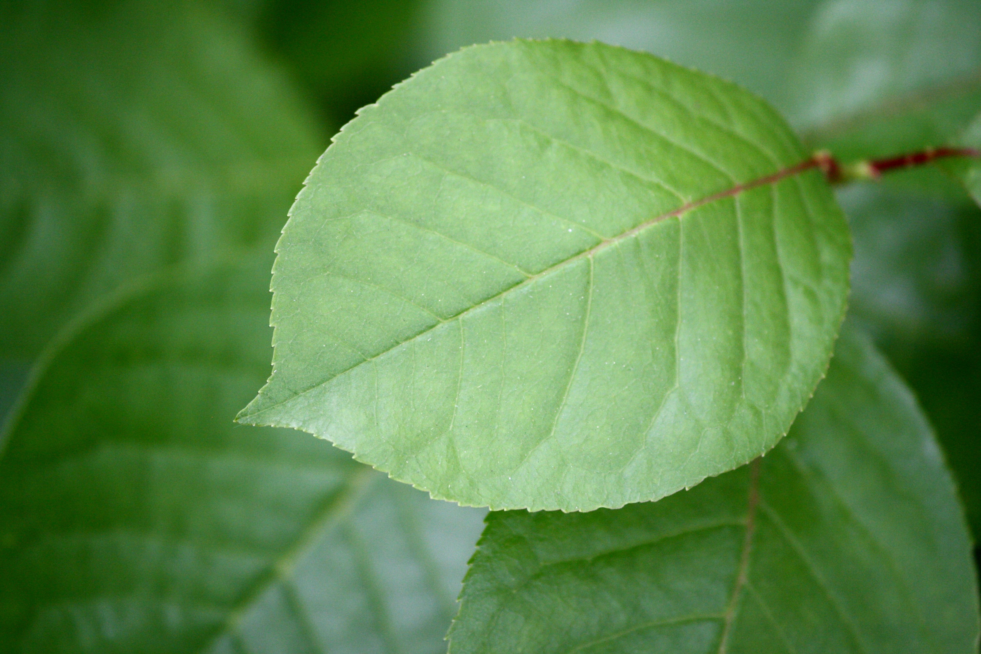 Leaf. Листья деревьев. Зеленые листочки. Листок дерева. Зеленый лист дерева.