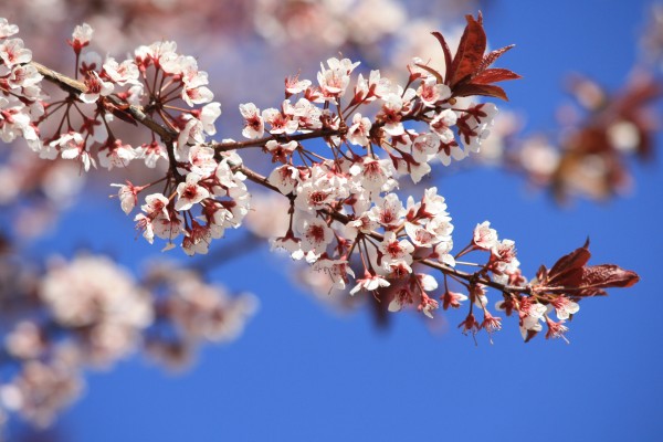 Cistena Plum Blossoms - Free High Resolution Photo