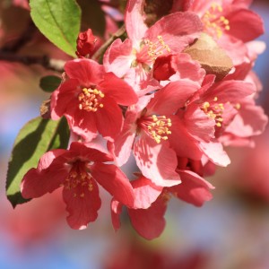 Cluster of Light Red Blossoms - Free High Resolution Photo