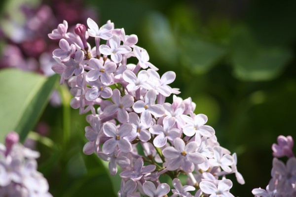 Cluster of Purple Lilacs - Free High Resolution Photo