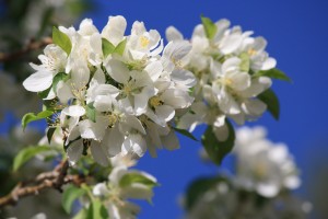 Cluster of White Blossoms - Free High Resolution Photo