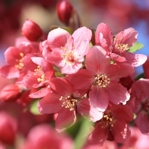 Coral Pink Blossoms - Free High Resolution Photo