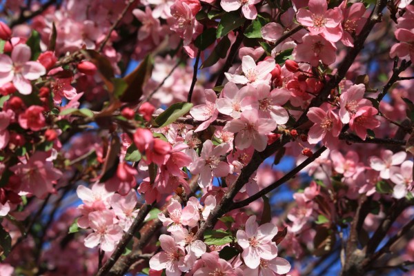 Crabapple Blossoms Pink - Free High Resolution Photo