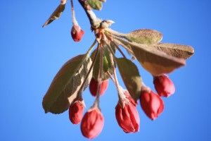 Crabapple Flower Buds - Free High Resolution Photo