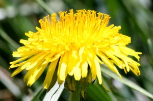 Dandelion Close Up - Free photo