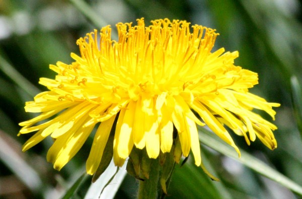 Dandelion Close Up - Free photo